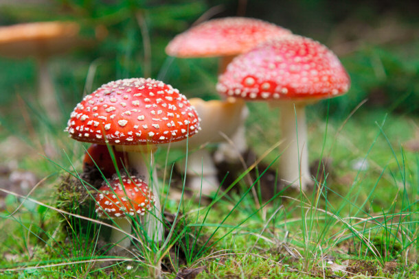 Amanita muscaria or Fly Agaric is a Poisonous and Psychoactive Basidiomycete fungus