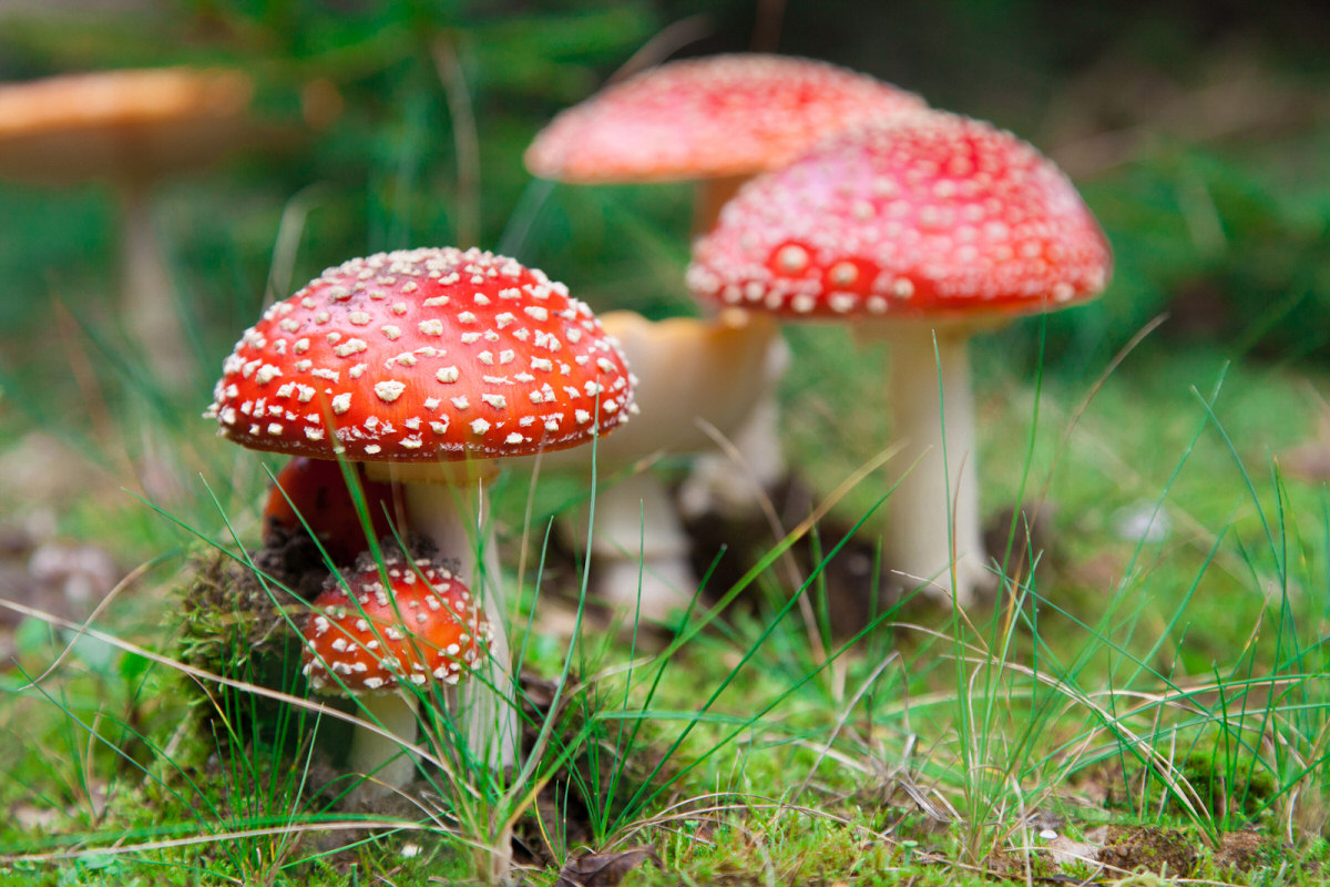 15 Fascinating Facts about Mushrooms