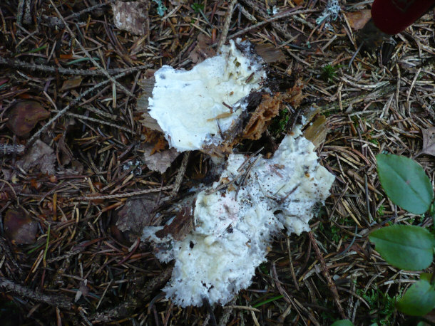 Fungus Physisporinus vitreus
