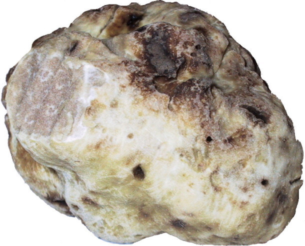 White Truffle