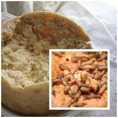 Maggots in Casu Marzu