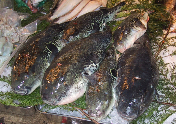 A Tray with 6 Pufferfish Species at Market: