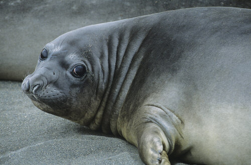 A Whole Seal???