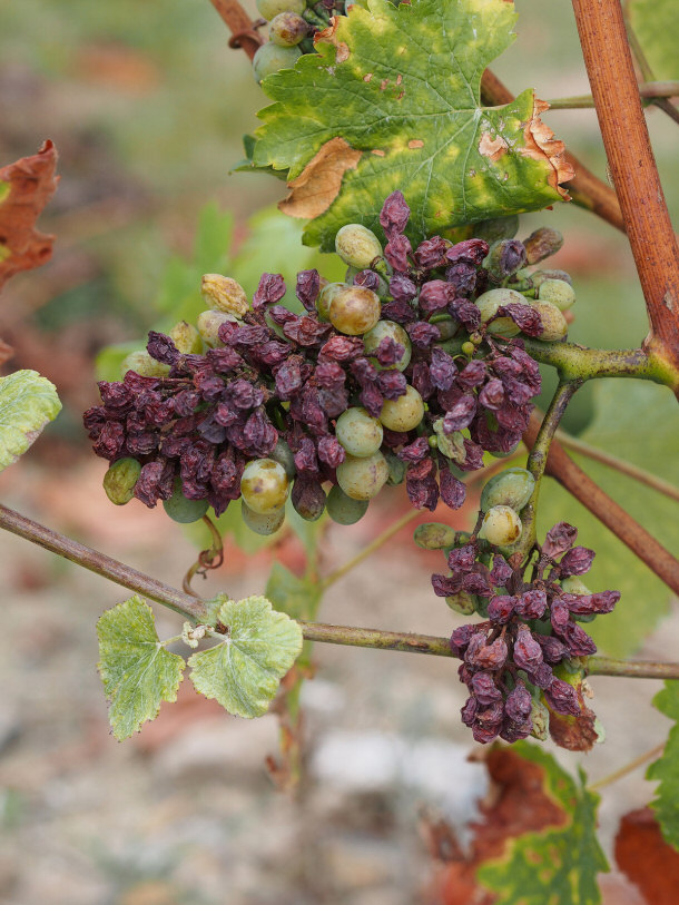 Botryised Chenin Grapes in Savennieres, France