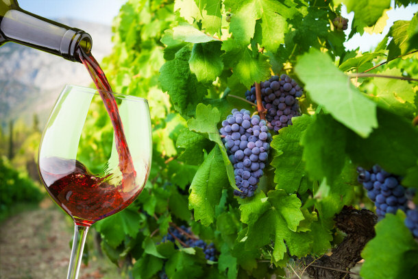 Contrast of Original Grapes to Hue of Finished Wine