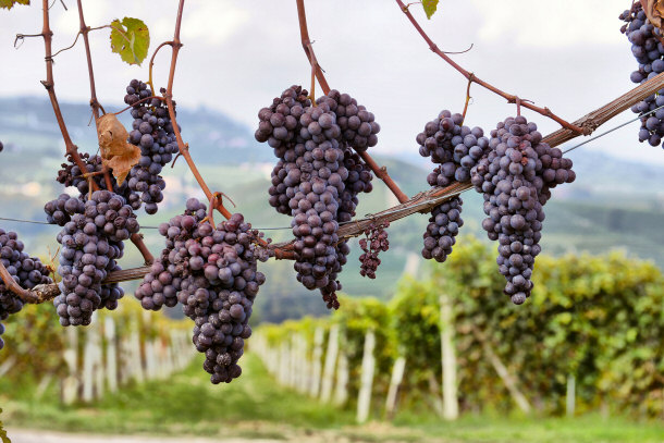 Merlot Grapes on the Vine