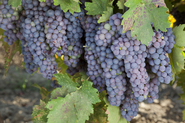 Red Wine Grape Clusters - Varietal Wine Would Only Use One Type of Grape