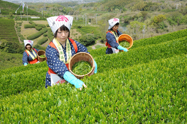 Japanese Women Harvesting Green Tea
