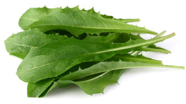 Dandelion Leaves