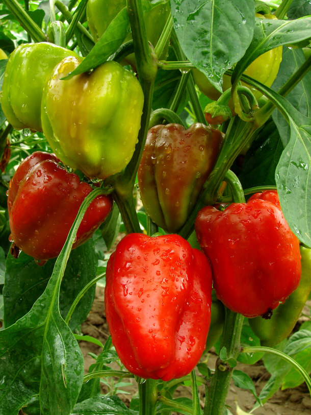 Peppers Help Fight Against Cancer