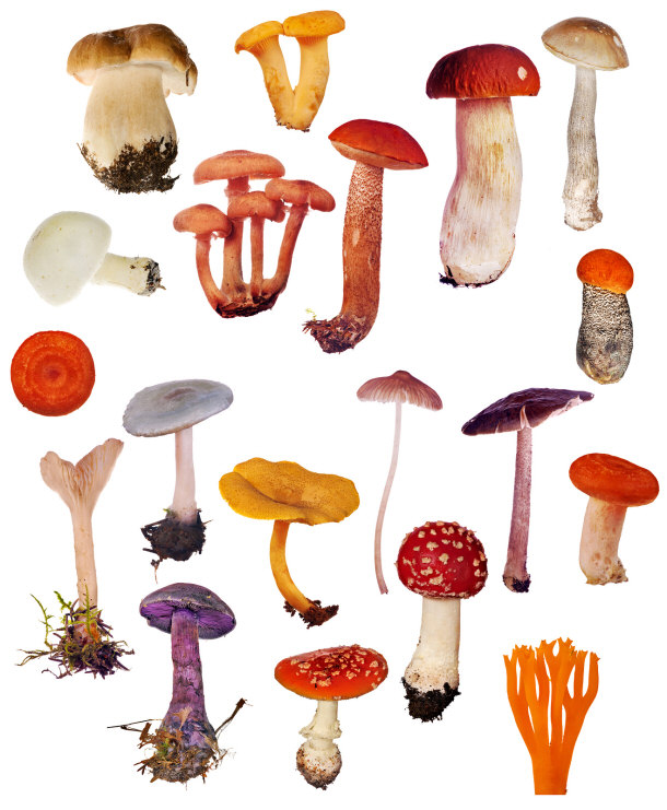 Edible Mushrooms that Help Prevent Cancer
