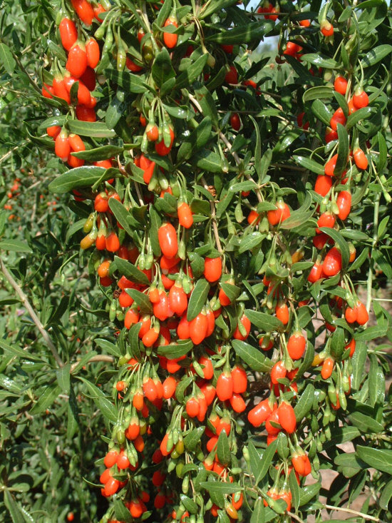 Goji Berries - Lycium barbarum