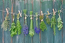 drying herbs