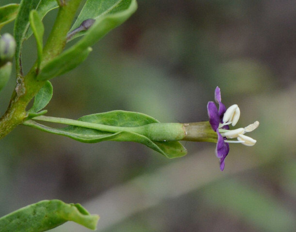 Lycium barbarum (Goji Berry) Flower