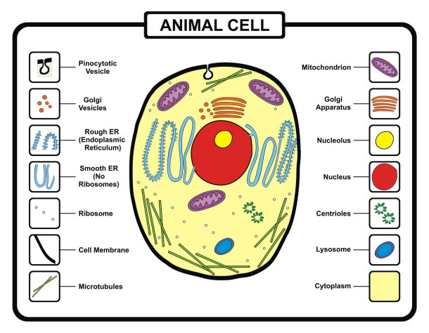 Cell of an organism