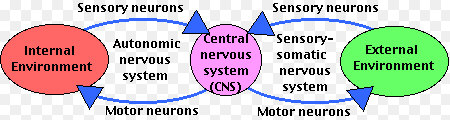 Autonomic nervous system (ANS) and the voluntary nervous system
