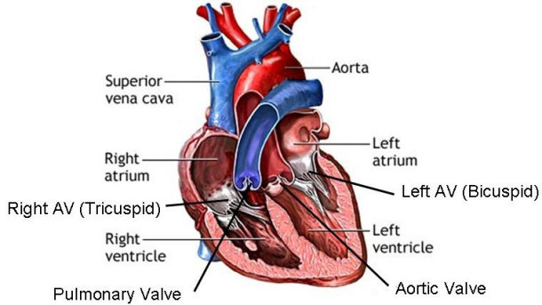 Heart ventricles
