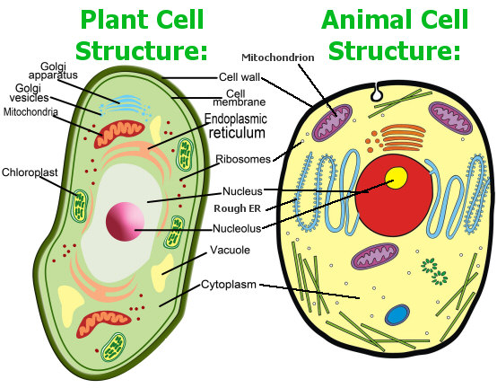 Plant and Animal cell Differences