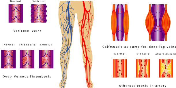 human body and veins
