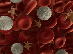 Leucocytes and Red Blood Cells