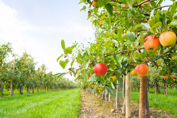 apple orchard