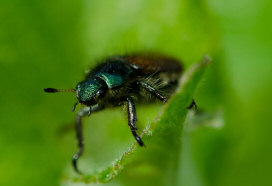 Carmine - Food Dye From Insects