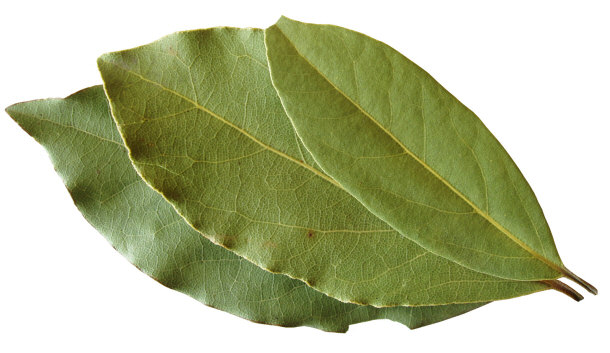 bay leaves laurel tree