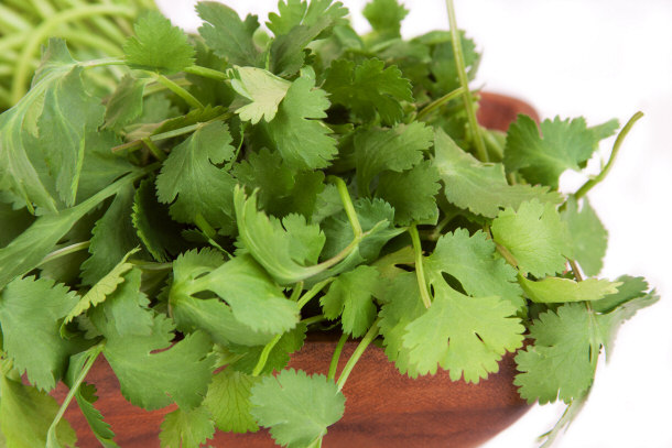 cilantro coriander