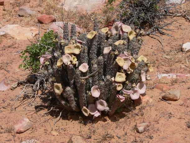 Bushman's Hat (Hoodia gordonii)