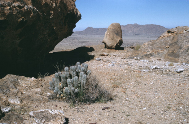 Hoodia gordonii in the Wild