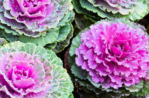 Ornamental Kale