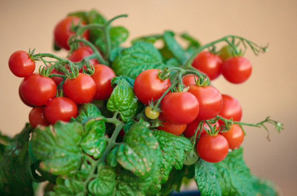 fresh raw organic cherry tomatoes