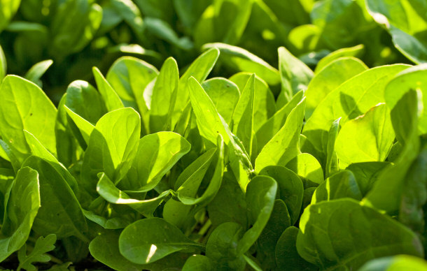 fresh organic spinach garden