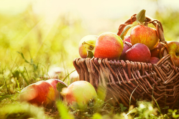 farm fresh organic apples