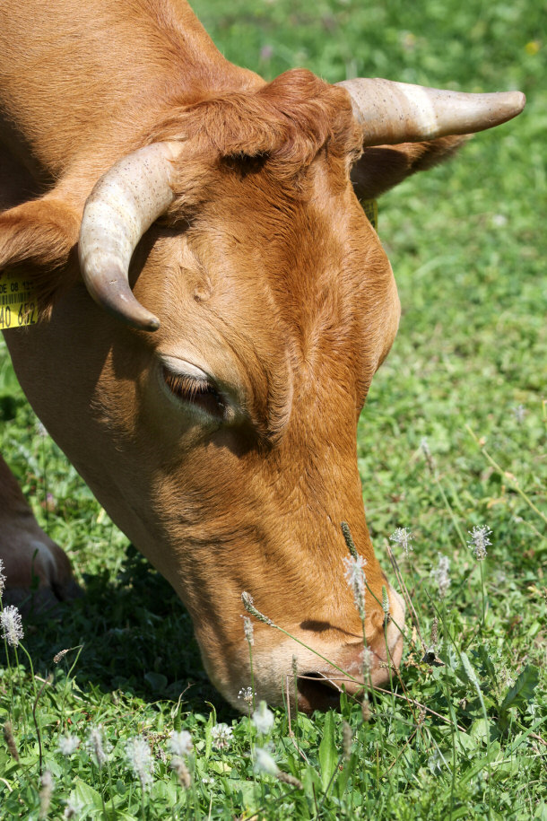 cow grass fed beef