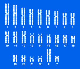 Human chromosome vector