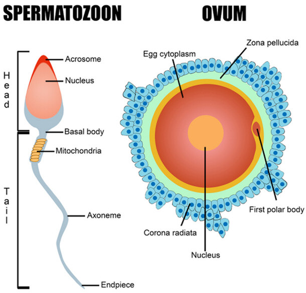 Diagram of sperm and egg