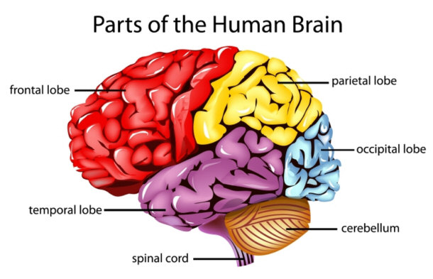 Parts of the brain