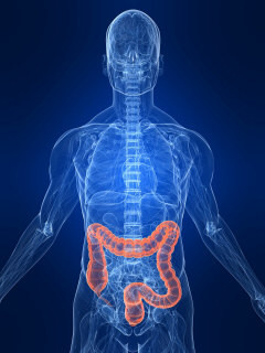 highlighted colon human body