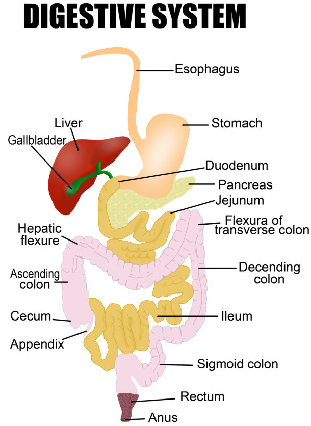 Detailed digestive system
