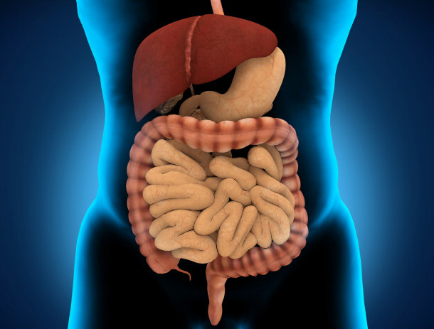 Human digestive system