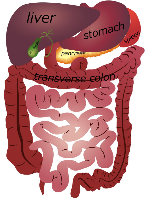 Small intestine map