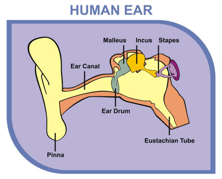 Human Ear Parts