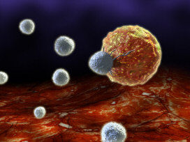 Macrophage and T Cells