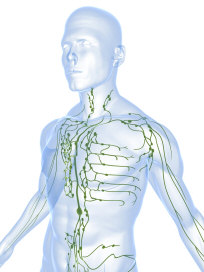 Detox the Lymphatic System
