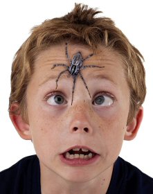 Boy with spider on face