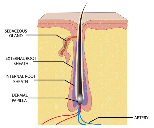 Anatomy of hair