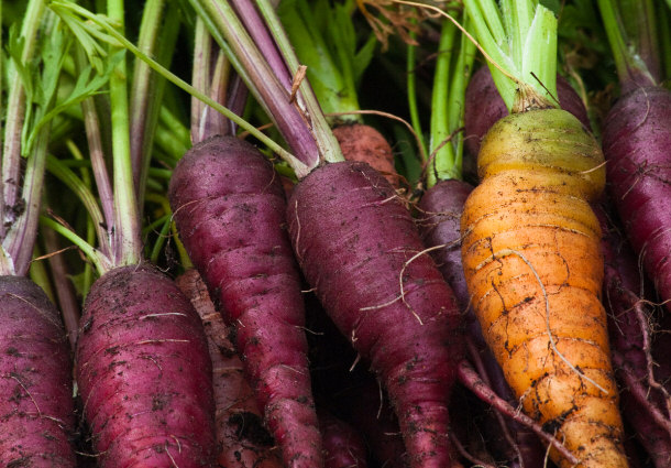 Seemingly Strange, Purple Carrots Are Amazing for Combating Arthritis Pain