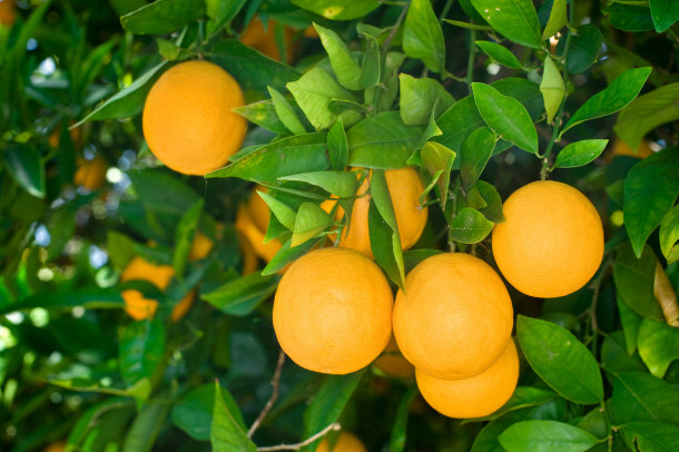 fresh organic oranges on tree