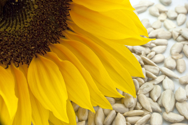 sunflower seeds